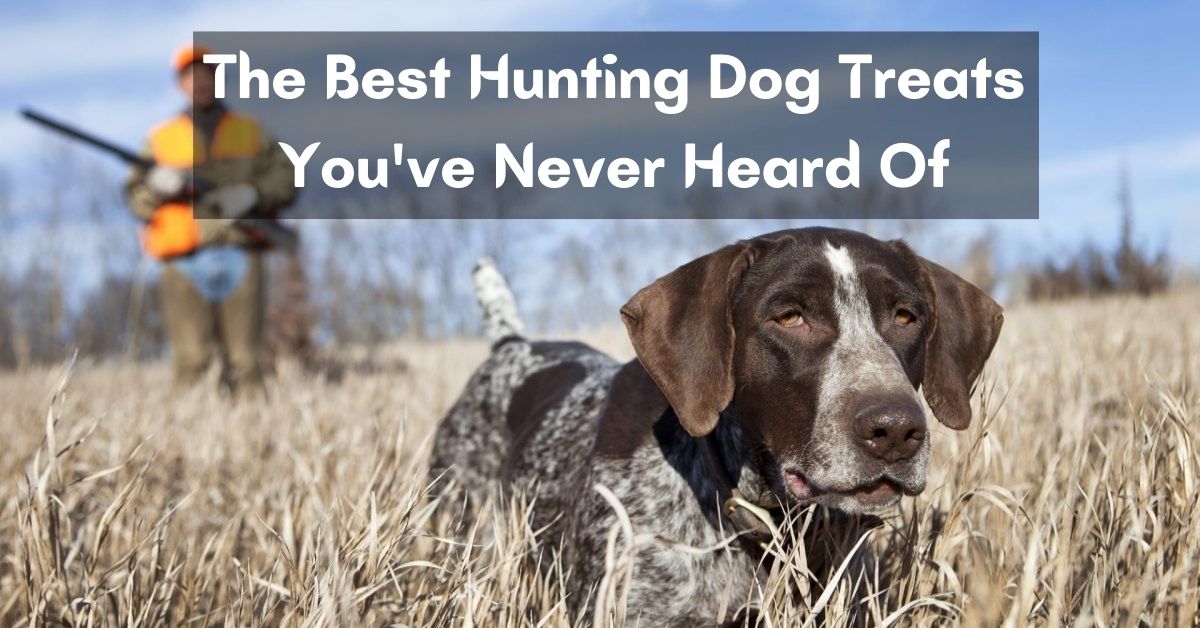 best hunting dog treats