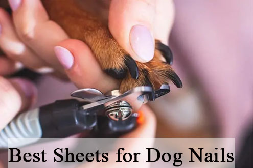 Best Sheets for Dog Nails [Reviewed]
