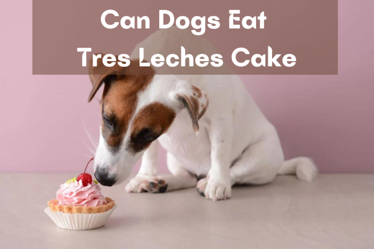 Can Dogs Eat Tres Leches Cake – [Answered]