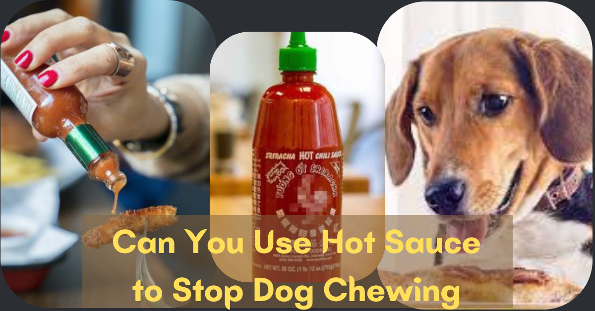 Can You Use Hot Sauce to Stop Dog Chewing