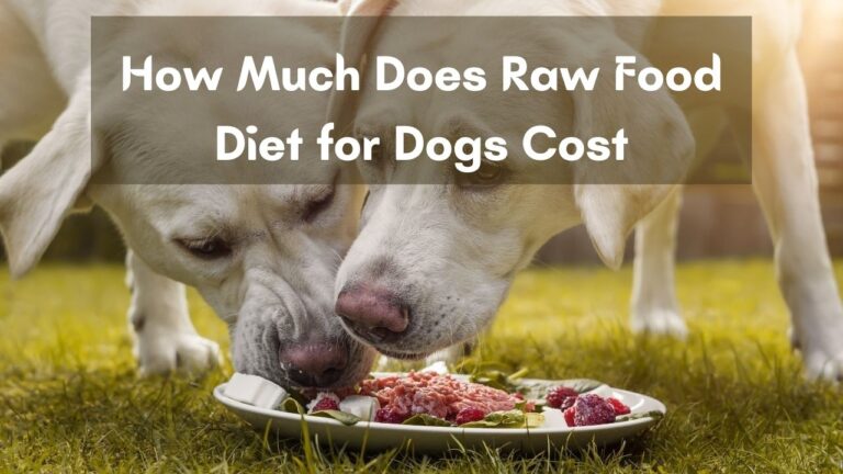 How Much Does Raw Food Diet for Dogs Cost – [A Realistic Guide]