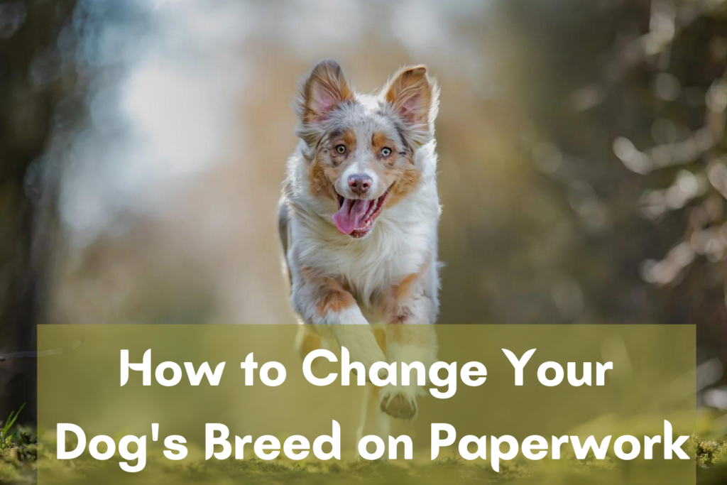 How to Change Your Dog's Breed on Paperwork