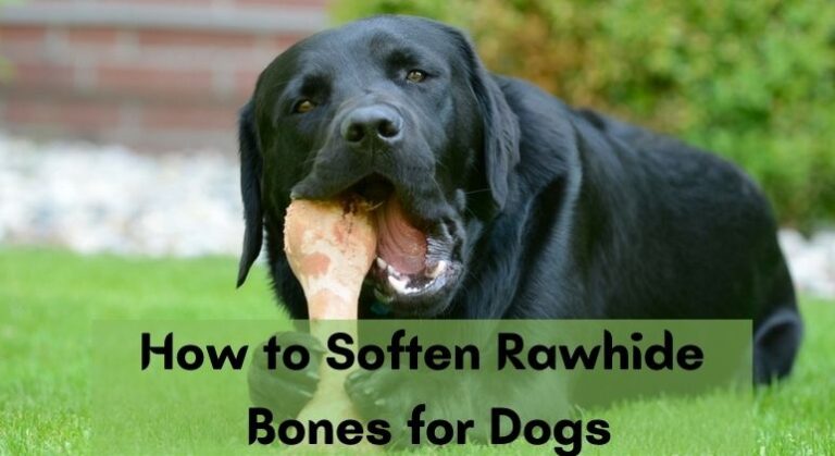 How to Soften Rawhide Bones for Dogs – [Answered]