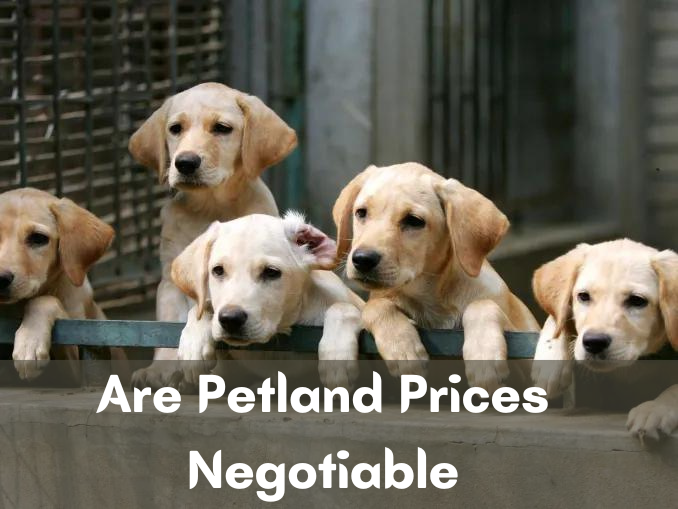 Are Petland Prices Negotiable