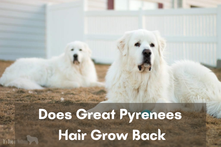 Does Great Pyrenees Hair Grow Back – [Answered]