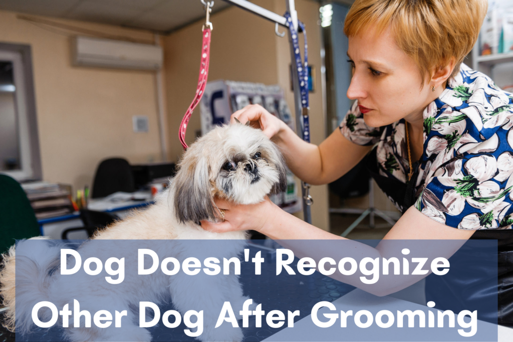 Dog Doesn't Recognize Other Dog After Grooming
