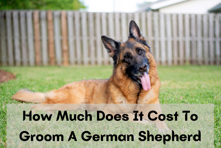 How Much Does It Cost To Groom A German Shepherd