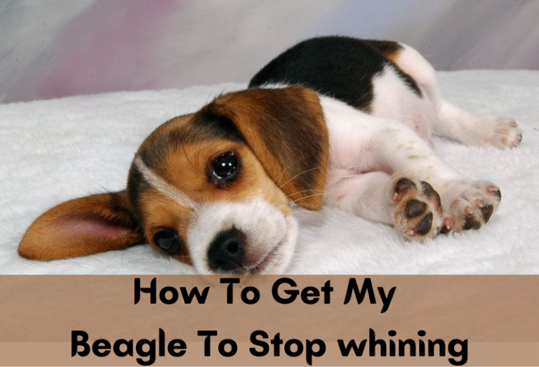 How To Get My Beagle To Stop whining – A Detailed Guide With Reasons & Solutions