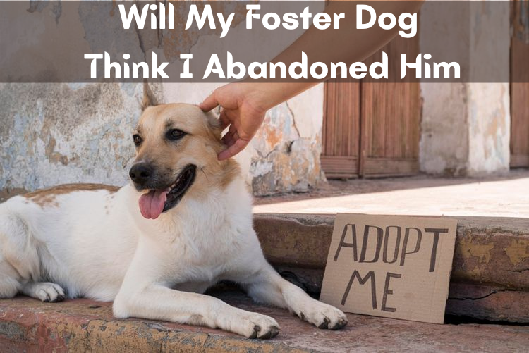 Will My Foster Dog Think I Abandoned Him – Answered