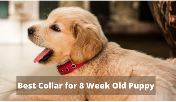 Best Collar for 8 Week Old Puppy