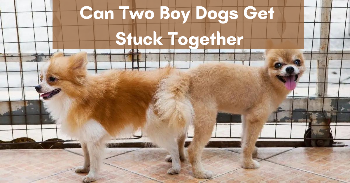 Can Two Boy Dogs Get Stuck Together