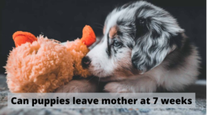 Can puppies leave mother at 7 weeks