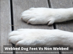 Webbed Dog Feet Vs Non Webbed