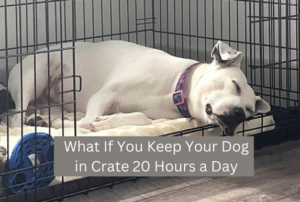 What If You Keep Your Dog in Crate 20 Hours a Day