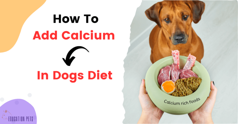 How to Supercharge Your Dog’s Diet with Calcium: A Complete Guide