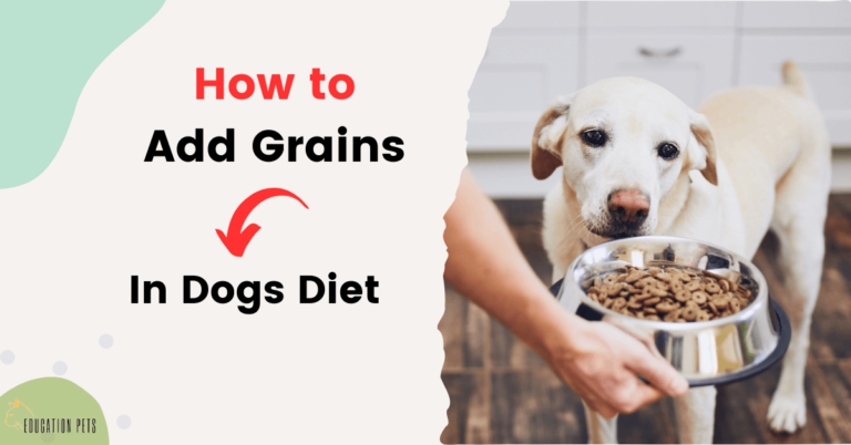 How to Boost Your Dog’s Nutrition: Easy Grains Addition Guide