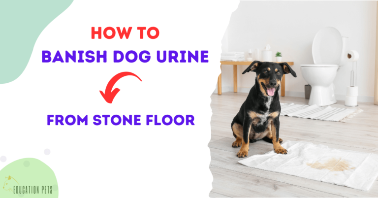 How to Banish Dog Urine from Stone Floor: Ultimate Cleaning Guide