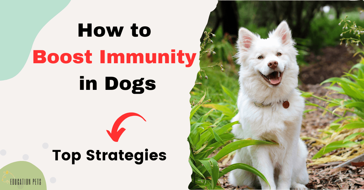 How to Boost Immunity in Dogs