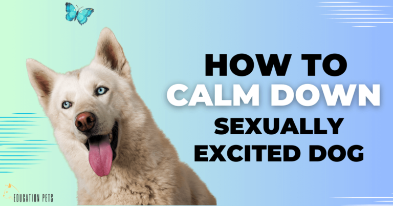 How to Calm a Sexually Excited Dog: Expert Techniques for Soothing Your Pet