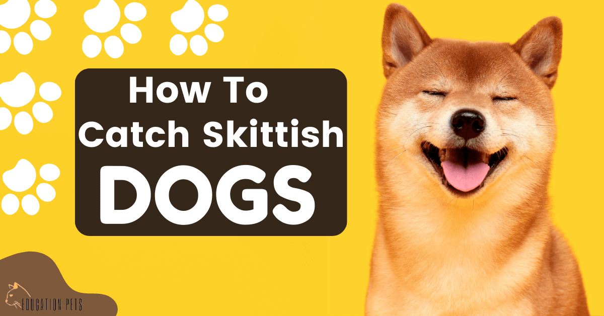 How to Catch a Skittish Dog