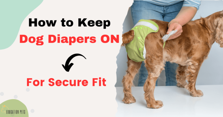 How to Keep Dog Diapers on: Tips for a Secure Fit