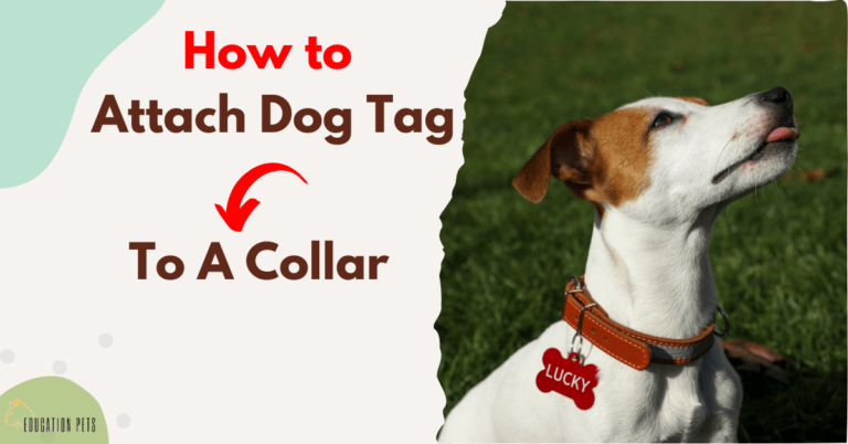 How to Securely Attach a Dog Tag to Collar: A Step-by-Step Guide