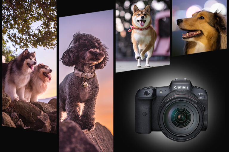 How to Be a Dog Photographer: Capture Paw-some Moments Like a Pro