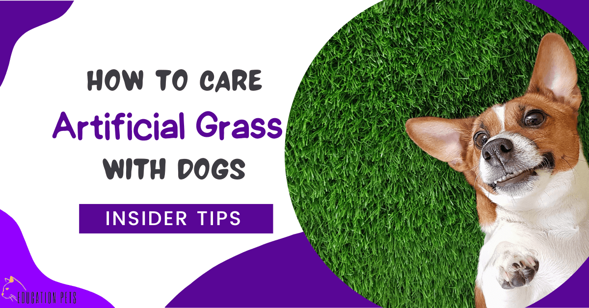how to care for artificial grass with dogs