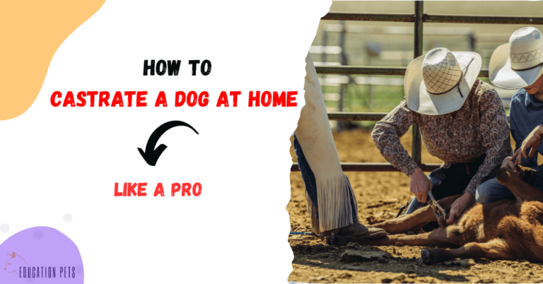 Mastering the Art: How to Castrate a Dog at Home Like a Pro