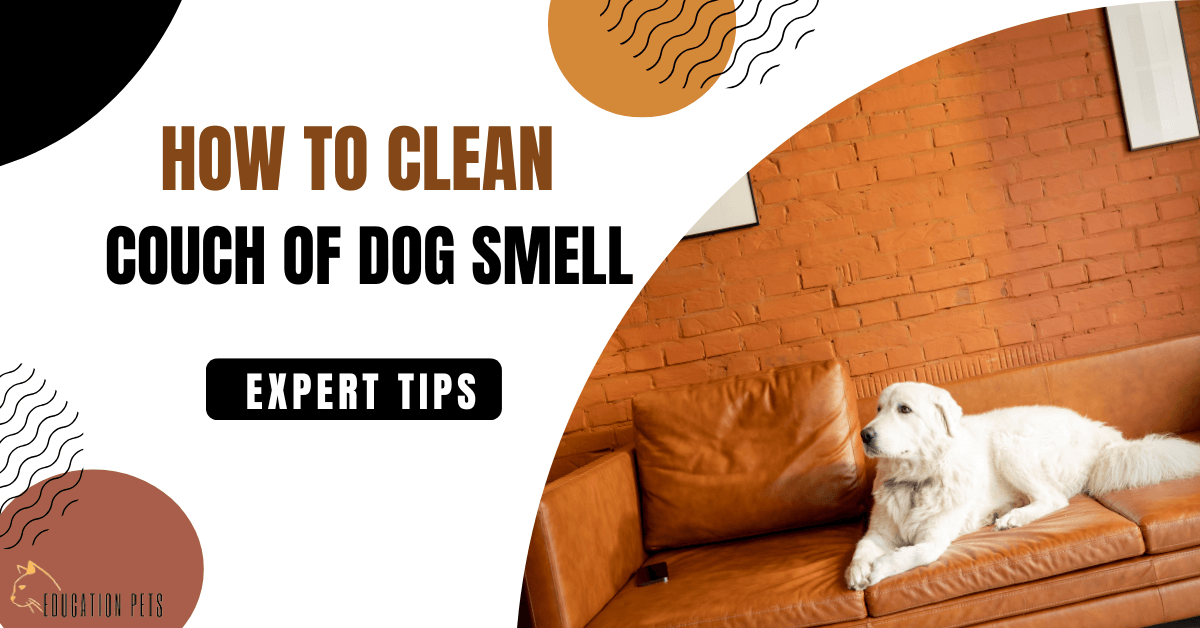 how to clean couch of dog smell
