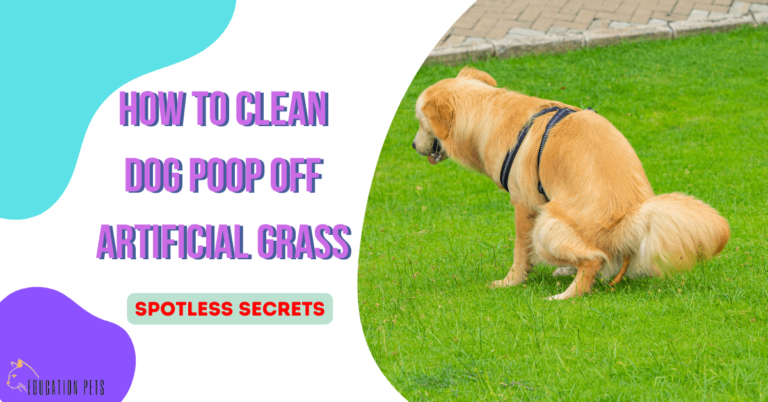 Spotless Secrets: How to Clean Dog Poop off Artificial Grass in a Snap