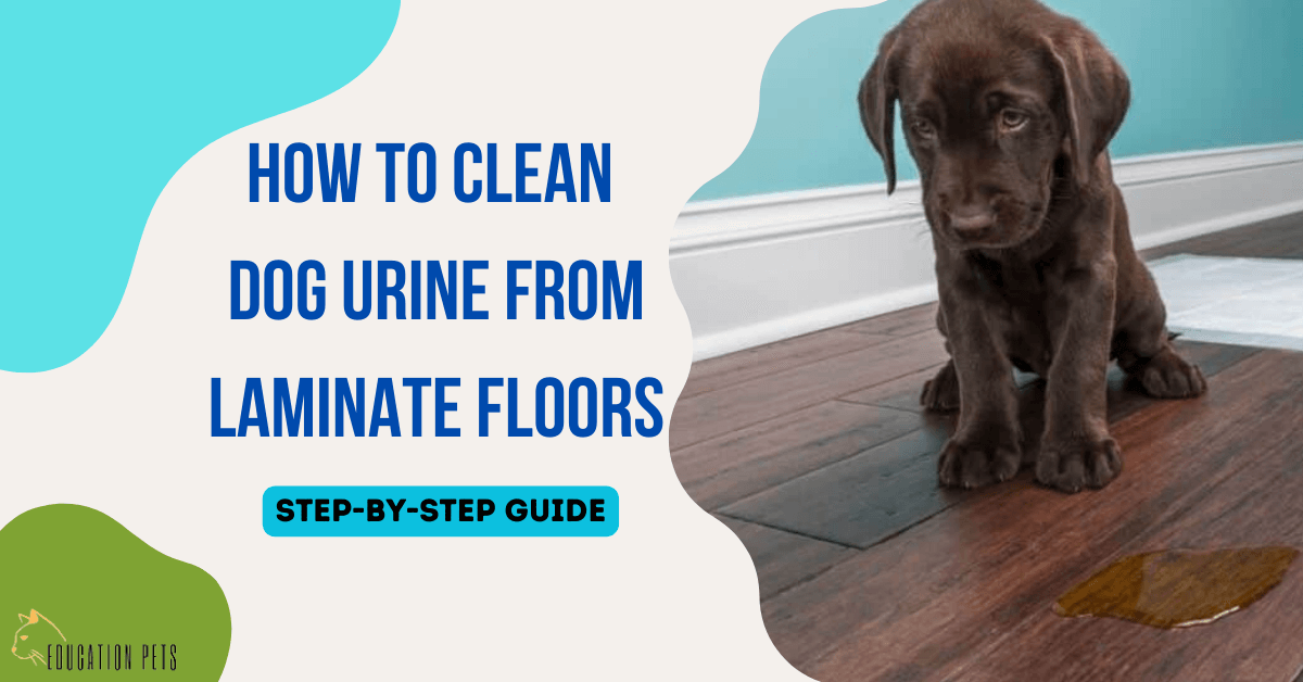 how to clean dog urine from laminate floors