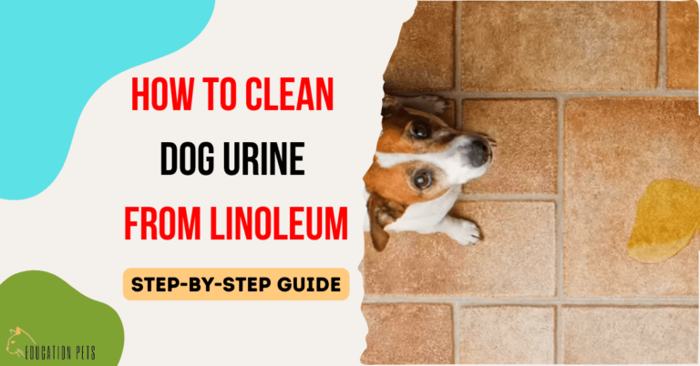 How to Easily Remove Dog Urine Stains from Linoleum