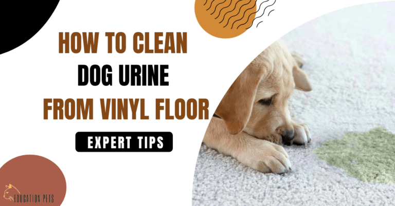 How to Easily Remove Dog Urine Stains from Vinyl Floors