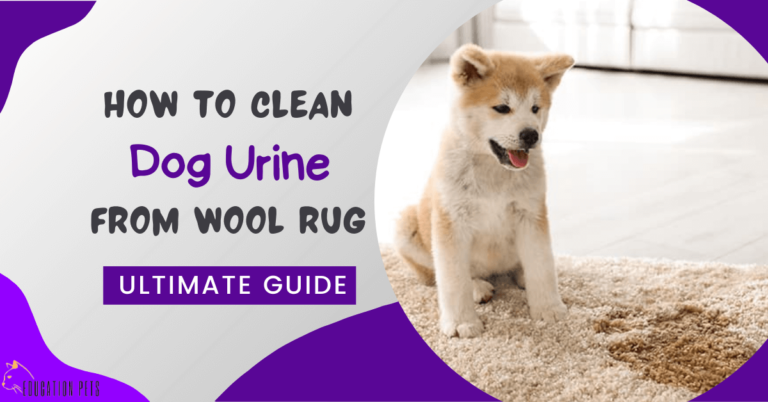 Ultimate Guide: Tackling Dog Urine on Wool Rug Like a Pro