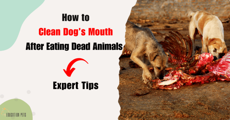 How to Safely Clean Dog’s Mouth After Eating Dead Animal: Expert Tips