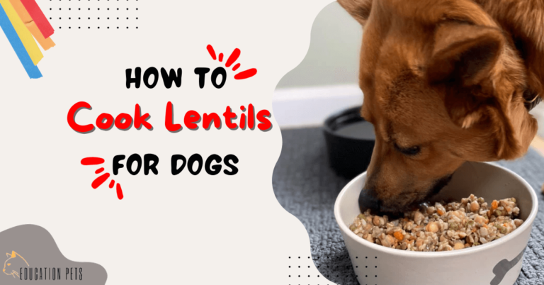 How to Whip Up Nutritious Lentil Recipes for Your Furry Best Friend