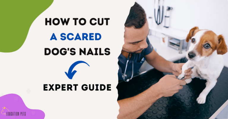 How to Safely Trim a Scared Dog’s Nails: Expert Guide