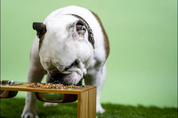 How to Revitalize and Nourish a Malnourished Dog: Essential Feeding Tips