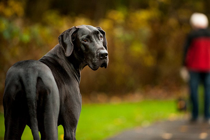 How to Obtain an Exceptional Great Dane Service Dog: Proven Strategies