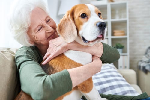 How to Secure a Service Dog for Elderly Independence