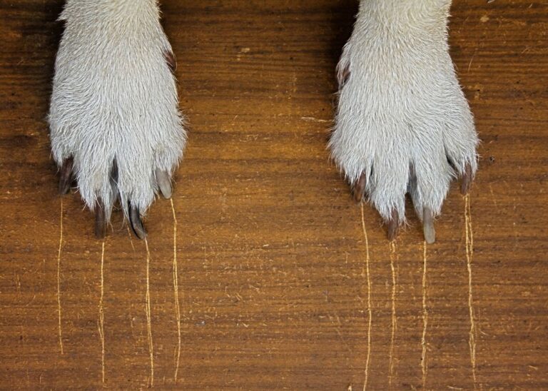 How to Protect Yourself from Dog Nail Scratches: 7 Effective Strategies