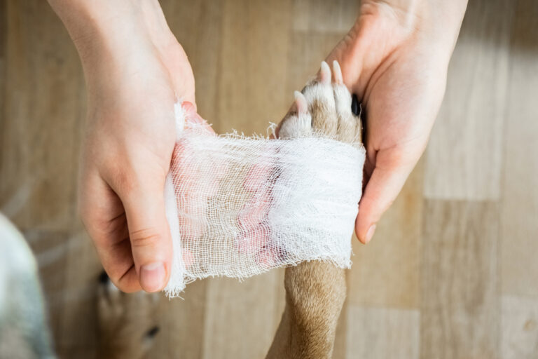 How to Care for a Dog Wound