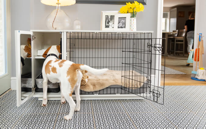 How to Crate Train a Scared Rescue Dog