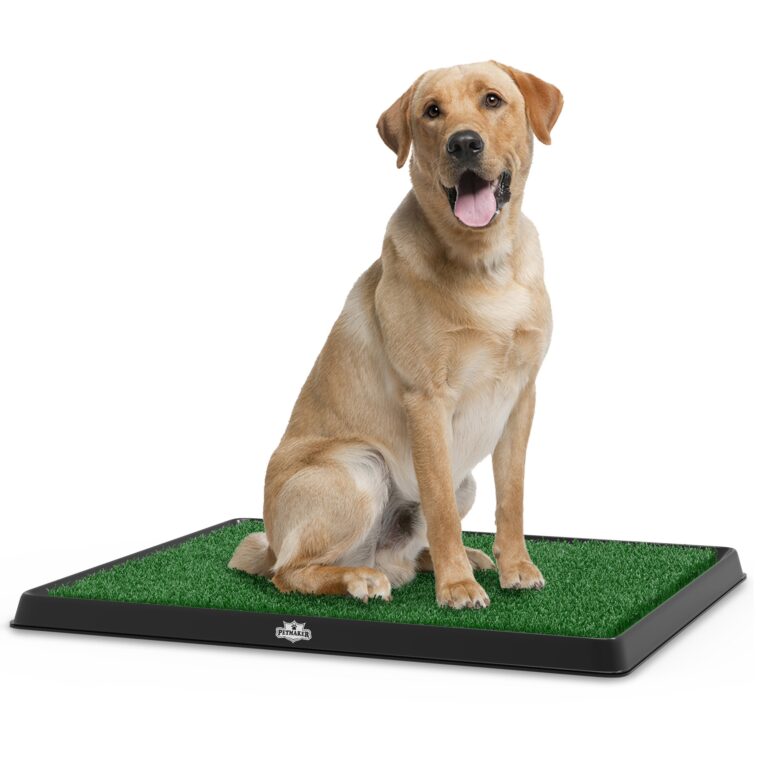 How to Get Dog to Pee on Fake Grass