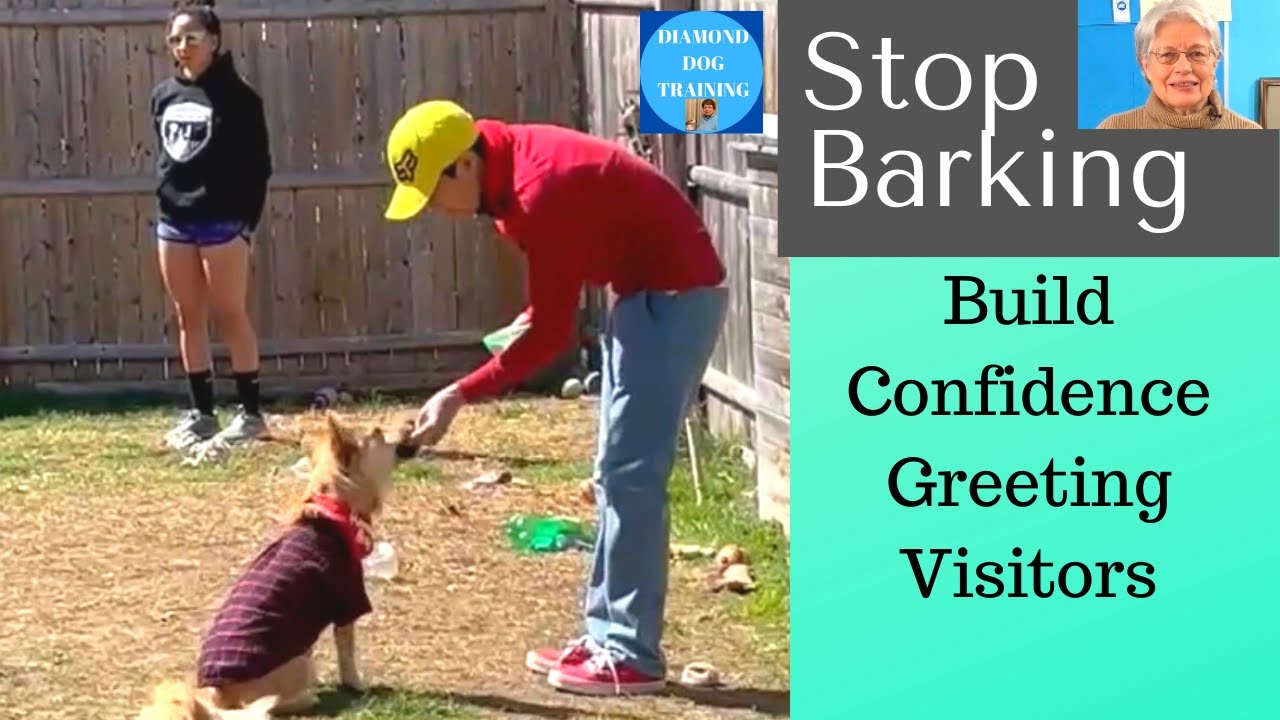 How to Get Dog to Stop Barking at Guests