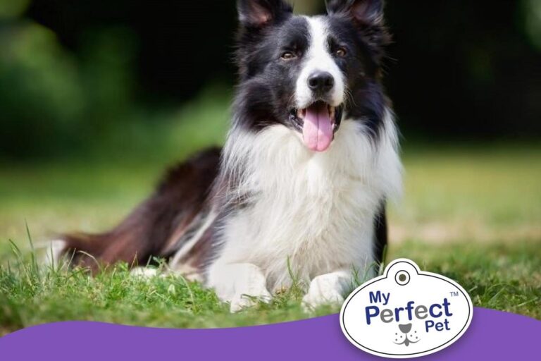 How to Help Dog Lose Weight Border Collie