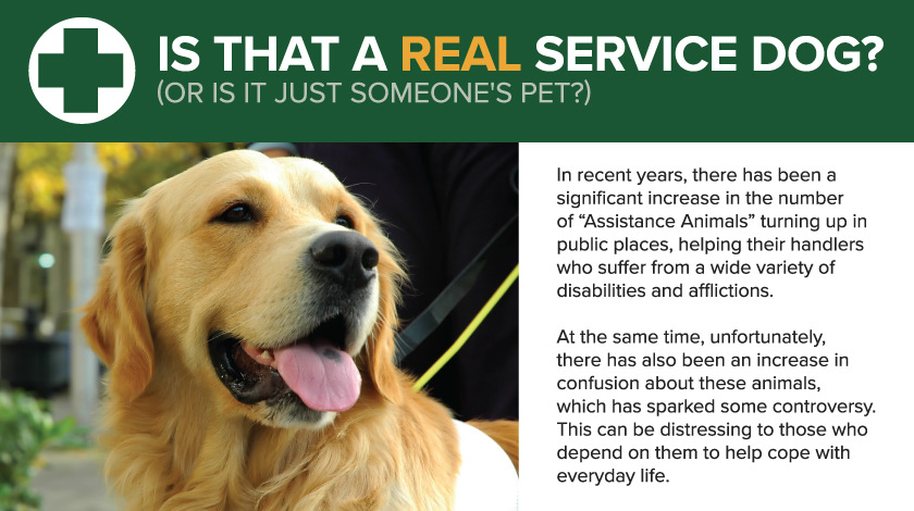 How to Identify a Real Service Dog
