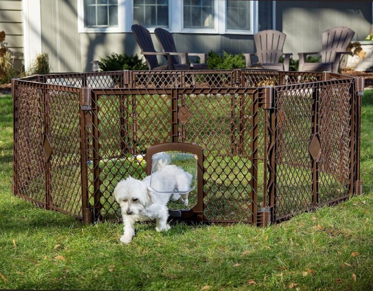 How to Keep a Dog in the Yard Without Fence