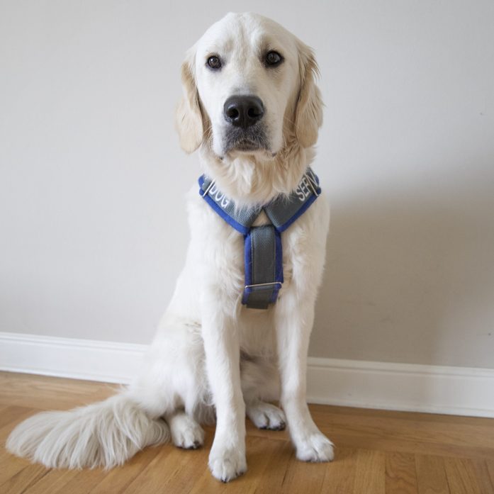 How to Make a Service Dog Harness